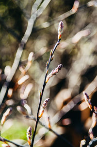 Close-up of flowering plant against blurred background