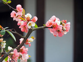 Close-up of pink flowers