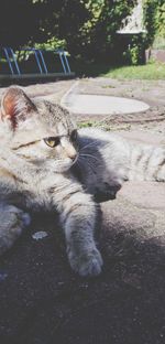 Close-up of a cat resting