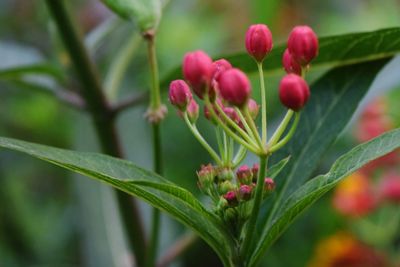 Close-up of pink flower