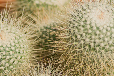 Close up of mammillaria cacti, natural background