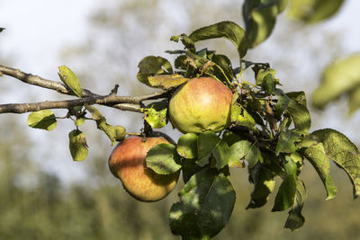 Close-up of apples growing on tree