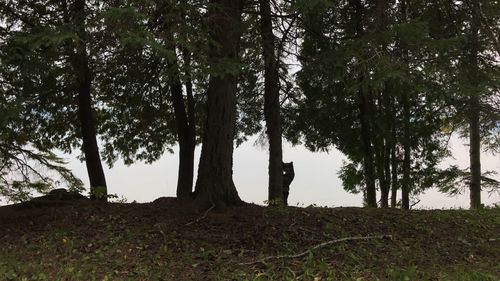 Silhouette of trees on landscape