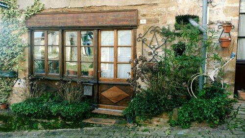 Plants in abandoned house