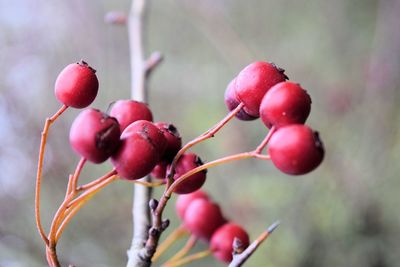 Close-up of berries growing on tree