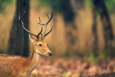 Deer on a field