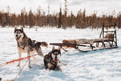 View of dog on snow covered field