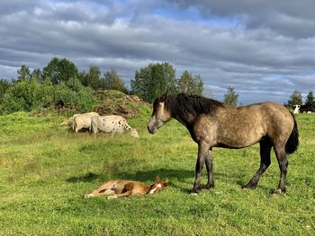 Horses in a field