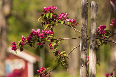 Fruit tree by a fence stick, with beautiful flowers that fit into the swedish countryside