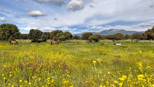 Horses grazing in wildflower meadow