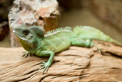 Close-up of lizard