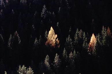 Trees growing in sunlight