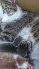 Close-up portrait of cat