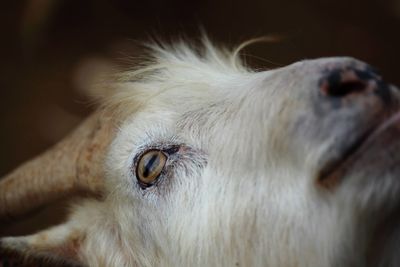 Close-up of a horse