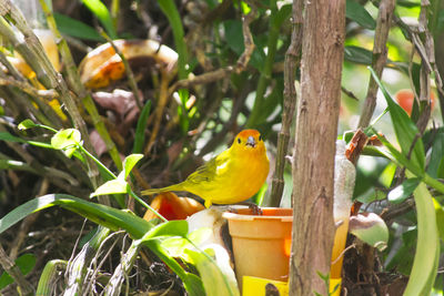 Bird perching on tree trunk