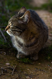 Wild cat looking to the side, eyes closed