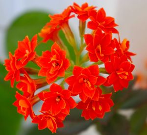 Close-up of red flowering plant