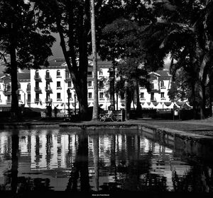 Reflection of trees in water