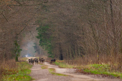 View of horses on road in forest