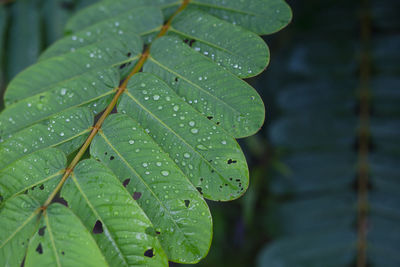 Close-up of raindrops on leaves