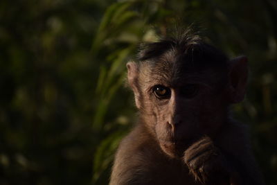 Close-up portrait of a monkey