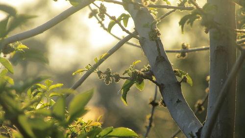 Close-up of tree growing outdoors