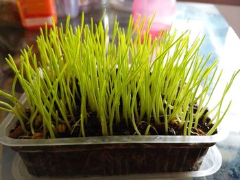 Close-up of potted plant for sale