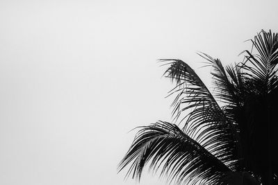 Low angle view of palm tree against clear sky