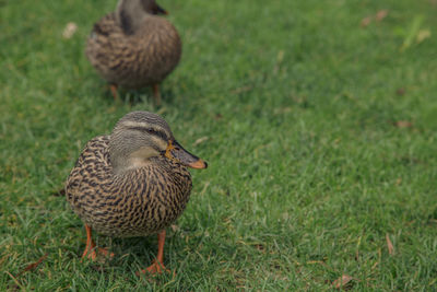 Mallard ducks on field