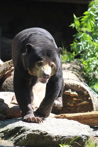 Portrait of bear on rock