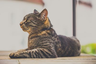 Close-up of cat sitting on floor