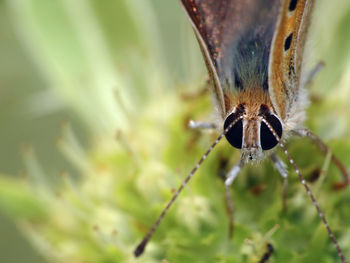 Close-up of insect on plant