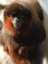 Close-up portrait of golden retriever