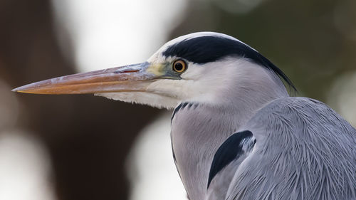 Close-up of gray heron