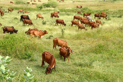 Herd of cows grazing in field