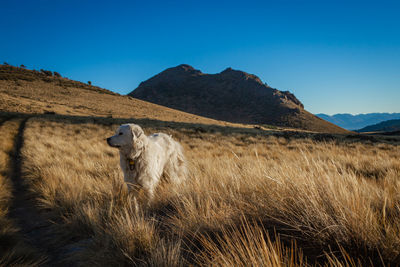 View of a sheep on mountain