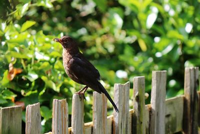View of bird perched on wooden fence