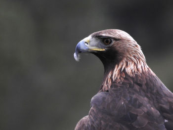 Close-up of bird