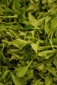 Full frame shot of green leaves