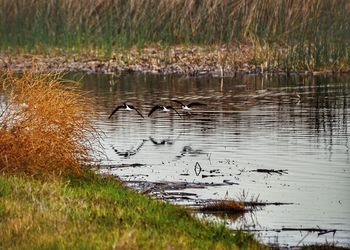 Birds in lake