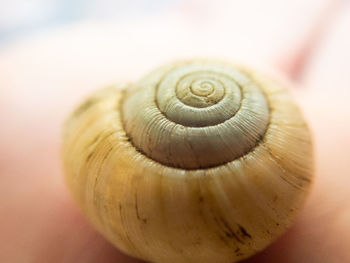 Close-up of snail