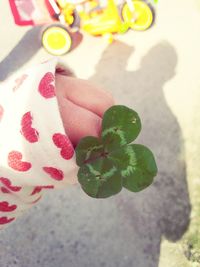 Cropped hand of man holding clover plant