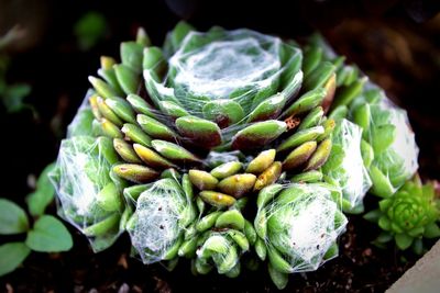 Close-up of green leaves