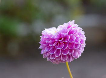 Close-up of pink flower