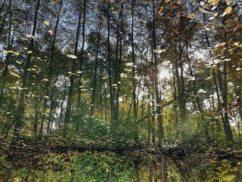 Low angle view of sunlight streaming through trees in forest