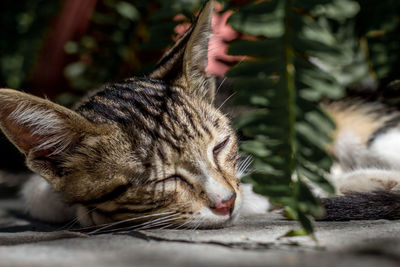 Close-up of cat sleeping