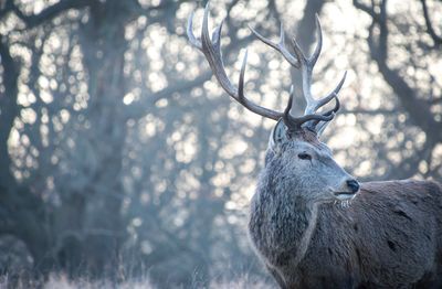 Close-up of deer in winter