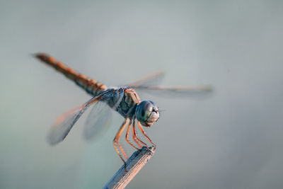 Close-up of dragonfly perching on stick