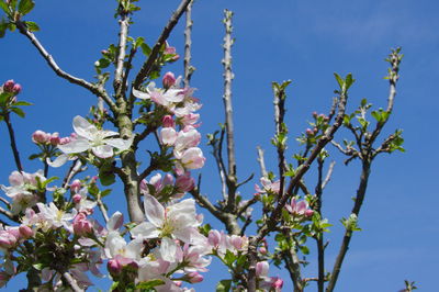 Low angle view of cherry blossom against sky