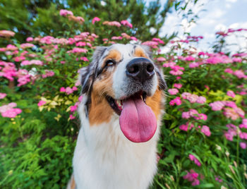 Dog on field